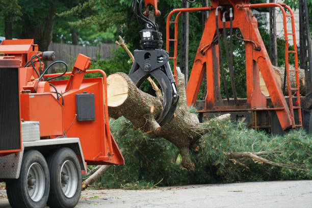 The Steps Involved in Our Tree Care Process in Shannon Hills, AR